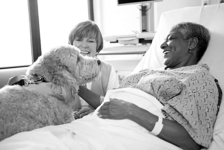 therapy dog greets hospital patient
